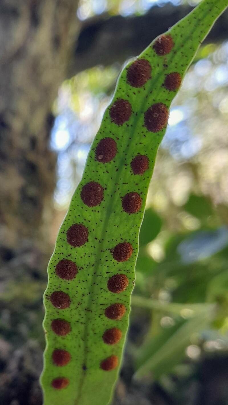 Pleopeltis macrocarpa flower