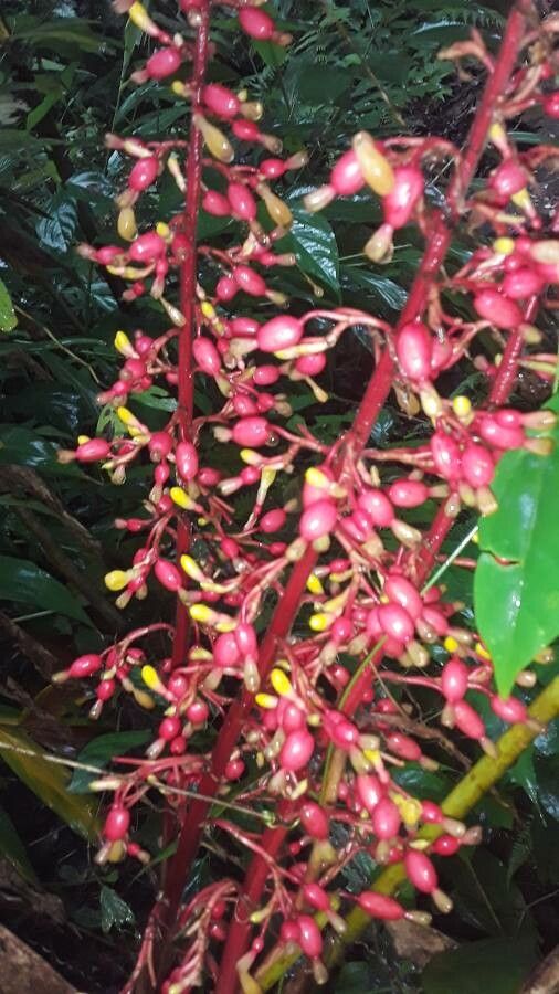 Renealmia alpinia flower