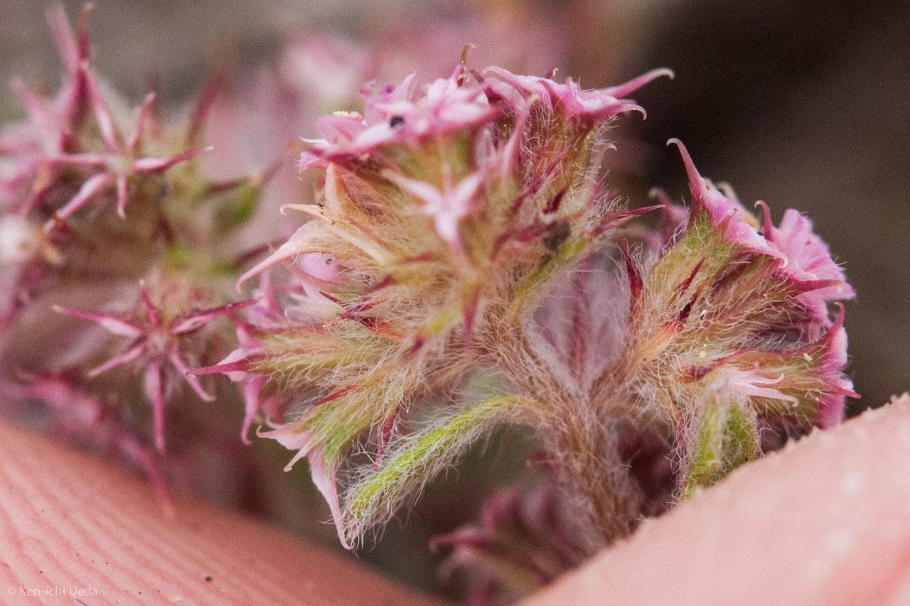 Chorizanthe angustifolia flower