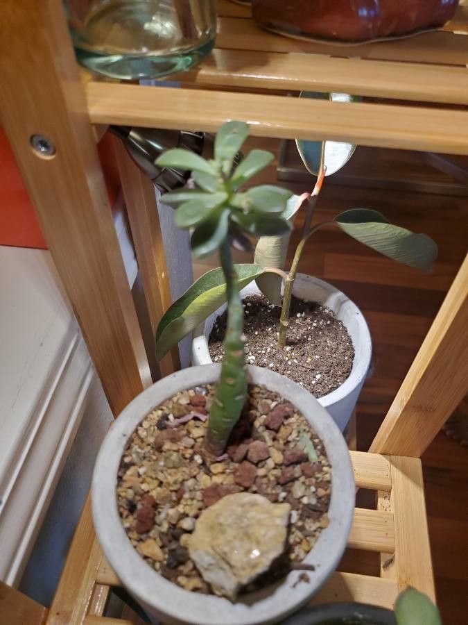 Euphorbia nivulia — search result for 'Euphorbiaceae'