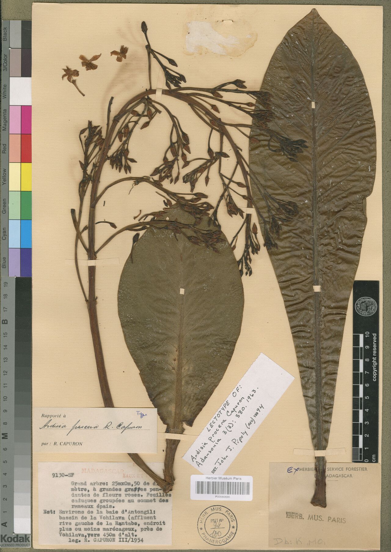 Ardisia procera — search result for 'Ardisia'