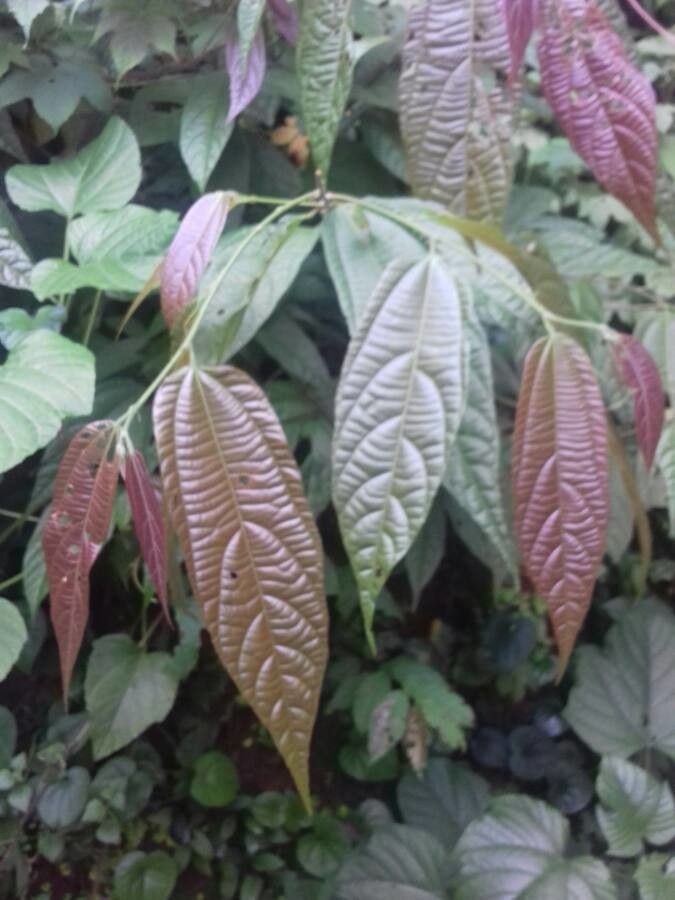 Rourea suerrensis — houseplant care guide