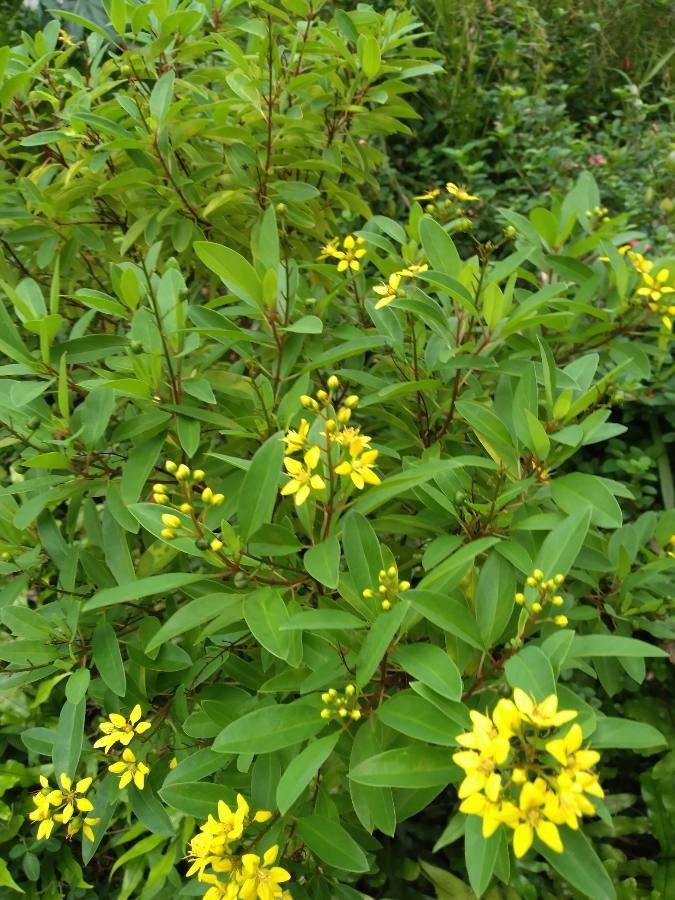 Galphimia gracilis flower