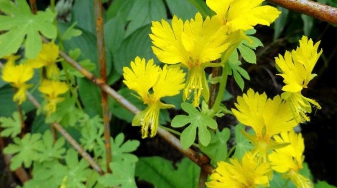 Tropaeolum peregrinum flower