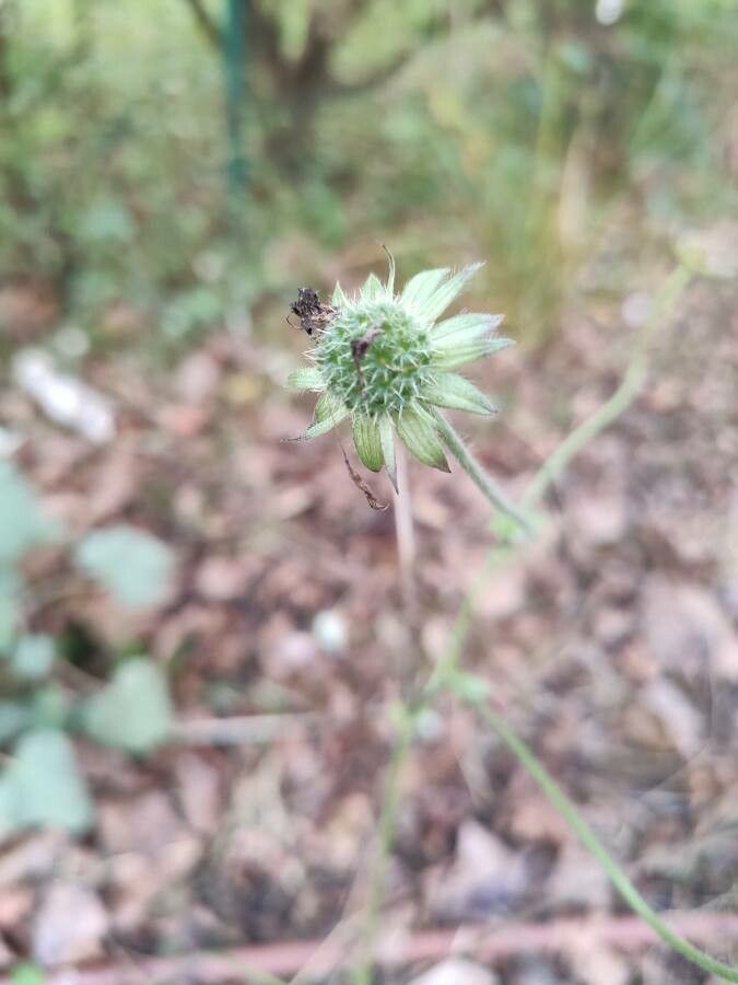 Knautia integrifolia fruit