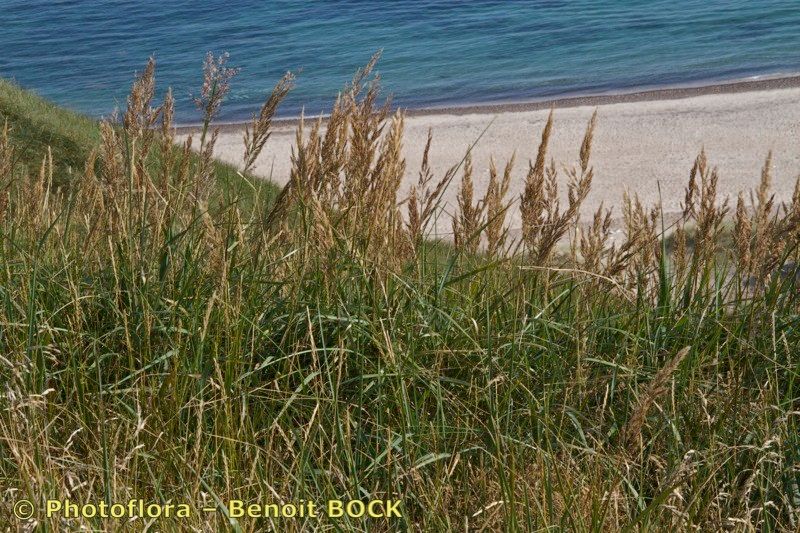 Calamagrostis × baltica habit
