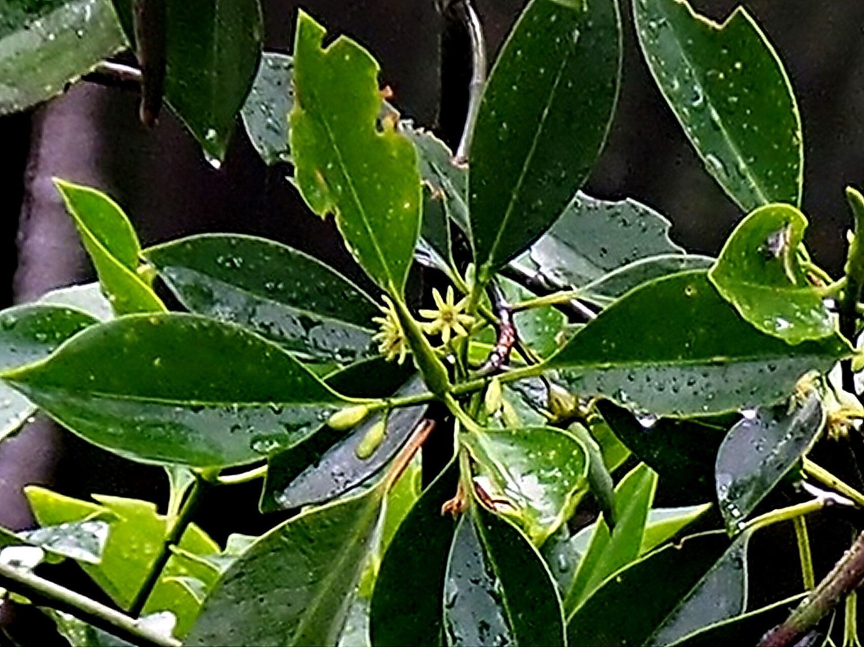 Bruguiera cylindrica — houseplant care guide