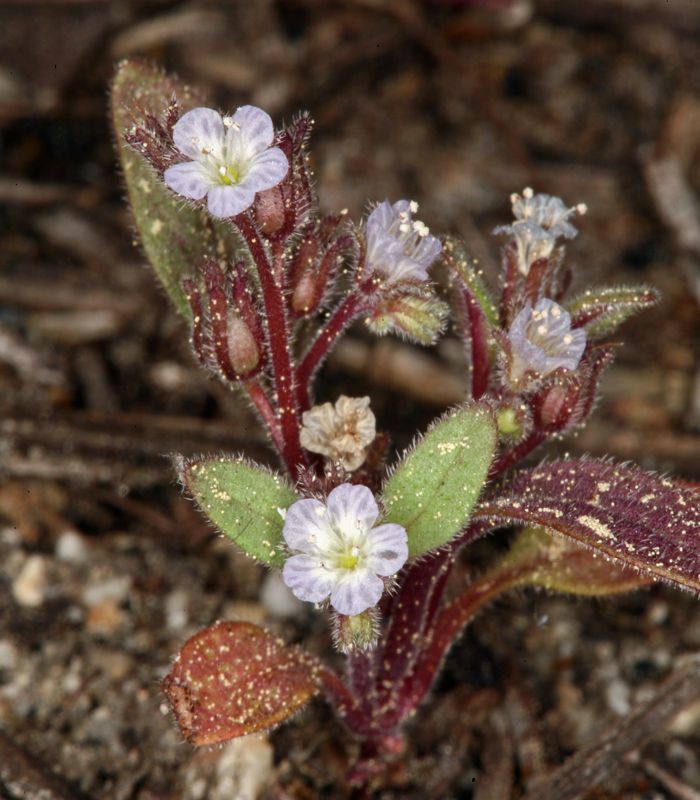 Phacelia eisenii habit