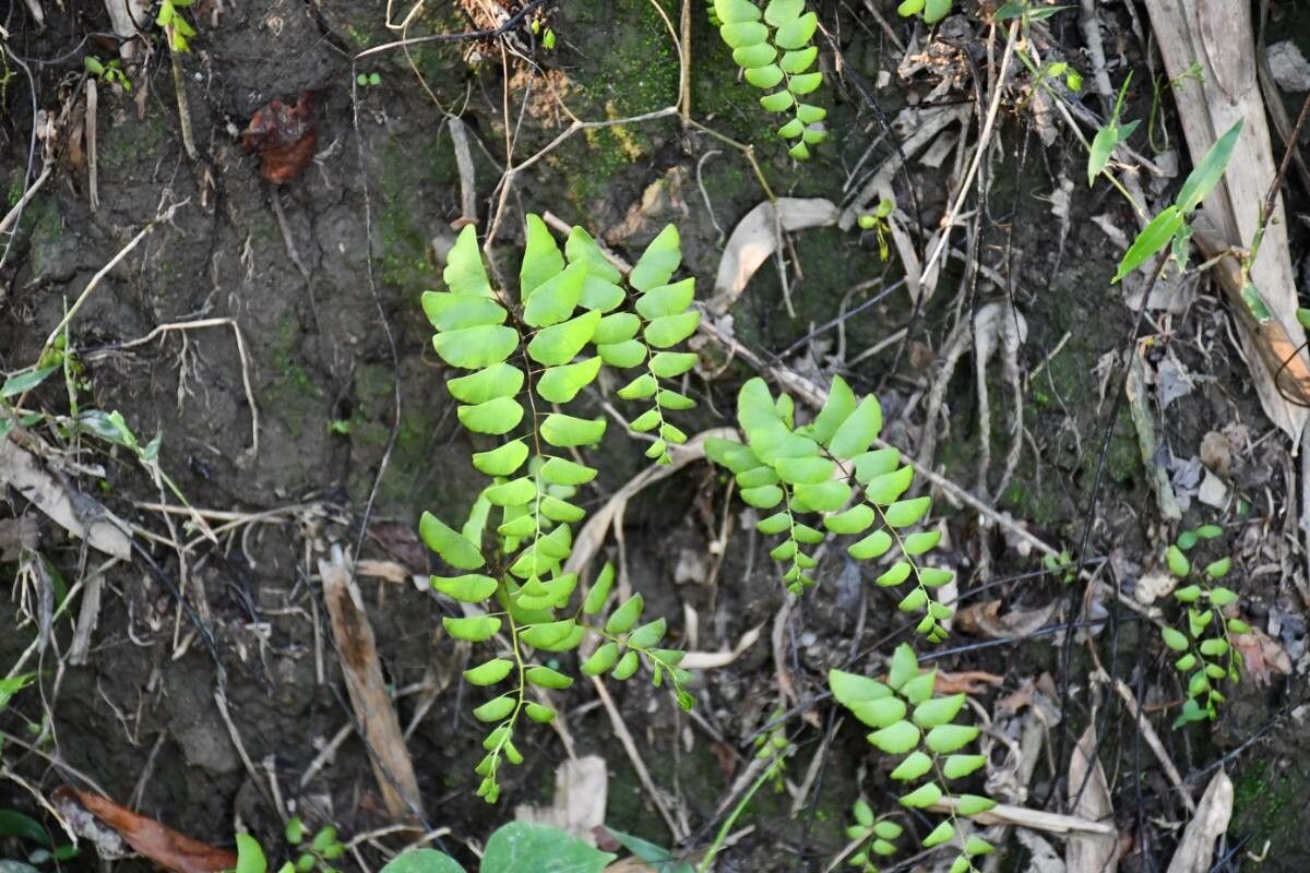 Adiantum lunulatum — search result for 'Adiantum'