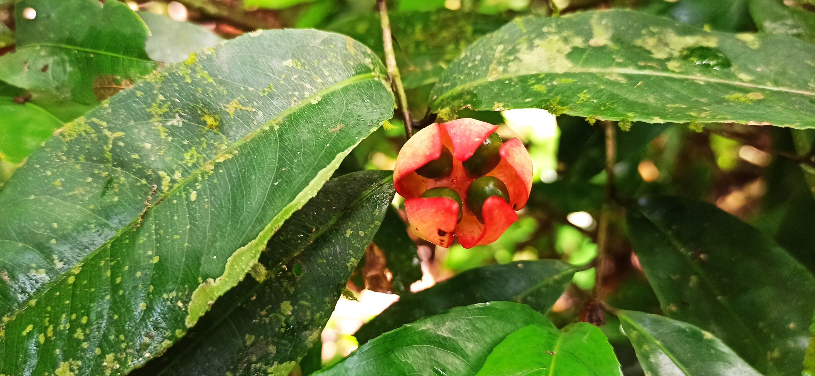 Ochna staudtii fruit
