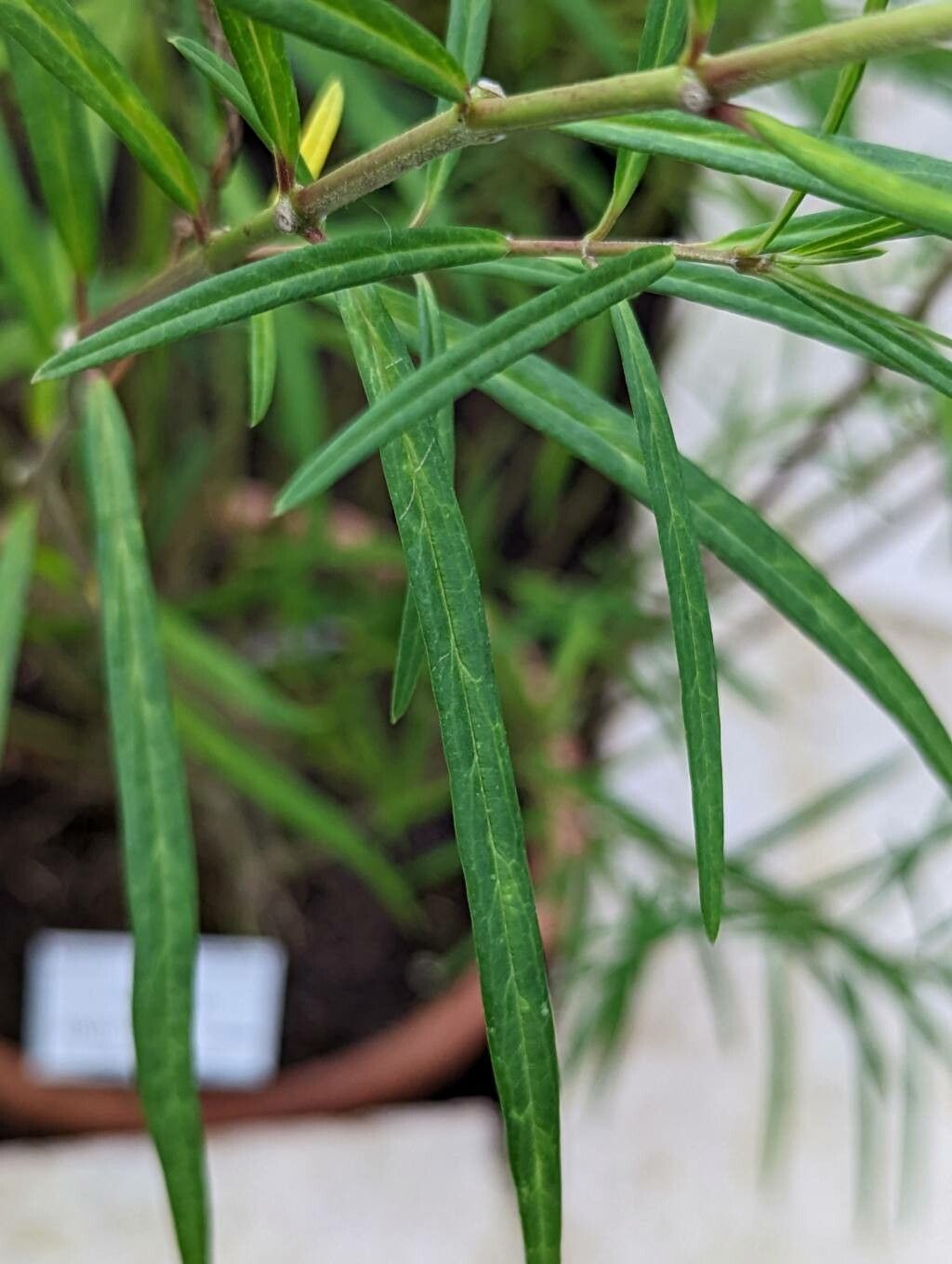 Asclepias angustifolia leaf