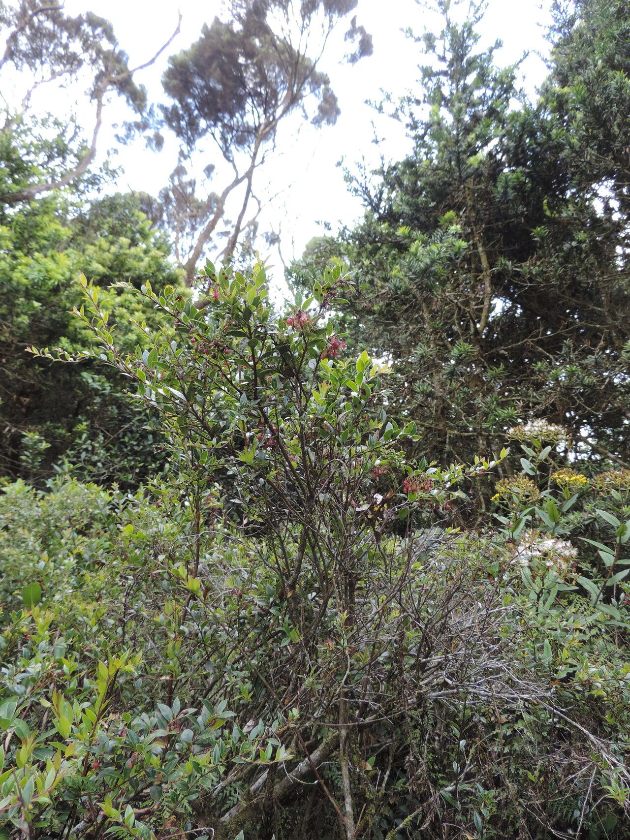 Vaccinium stanleyi habit