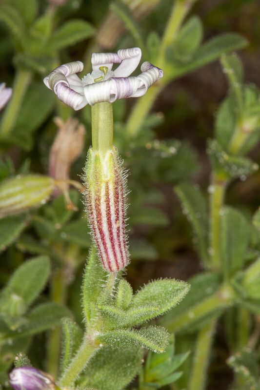 Silene succulenta flower