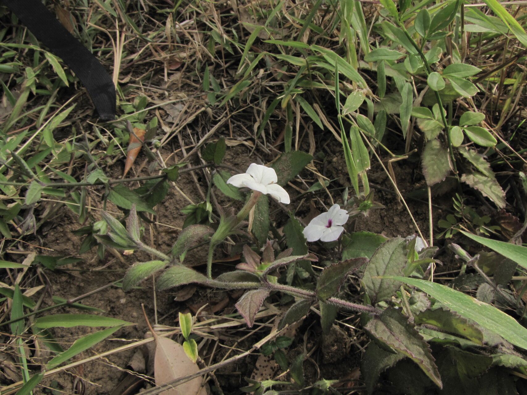 Cycnium herzfeldianum — related species from the same genus