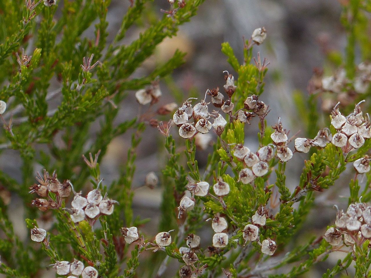 Erica umbellata fruit