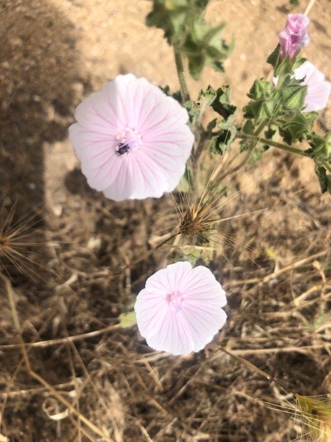 Malva hispanica flower