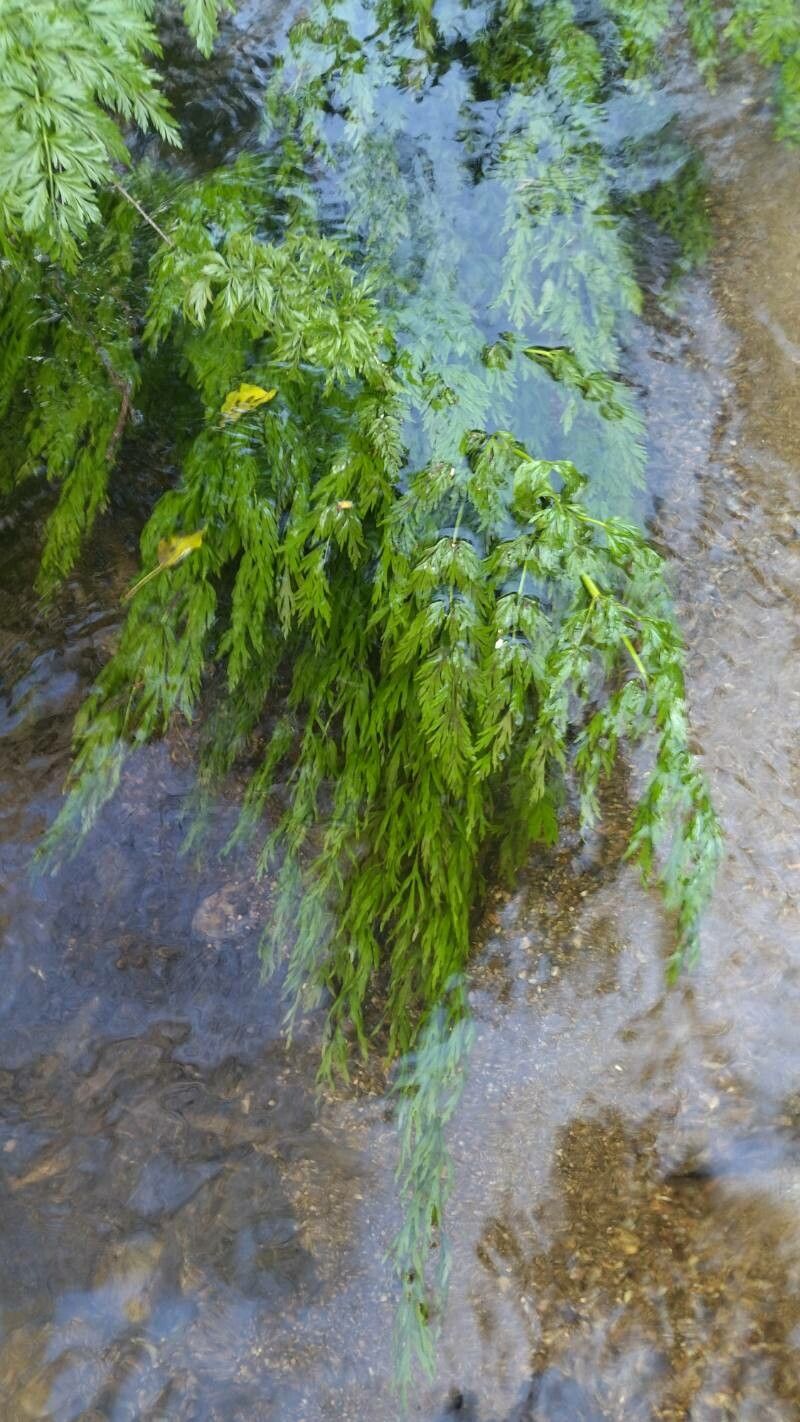 Oenanthe fluviatilis