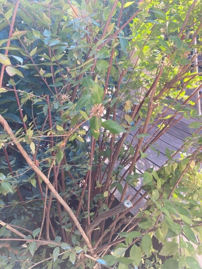 Zabelia biflora bark