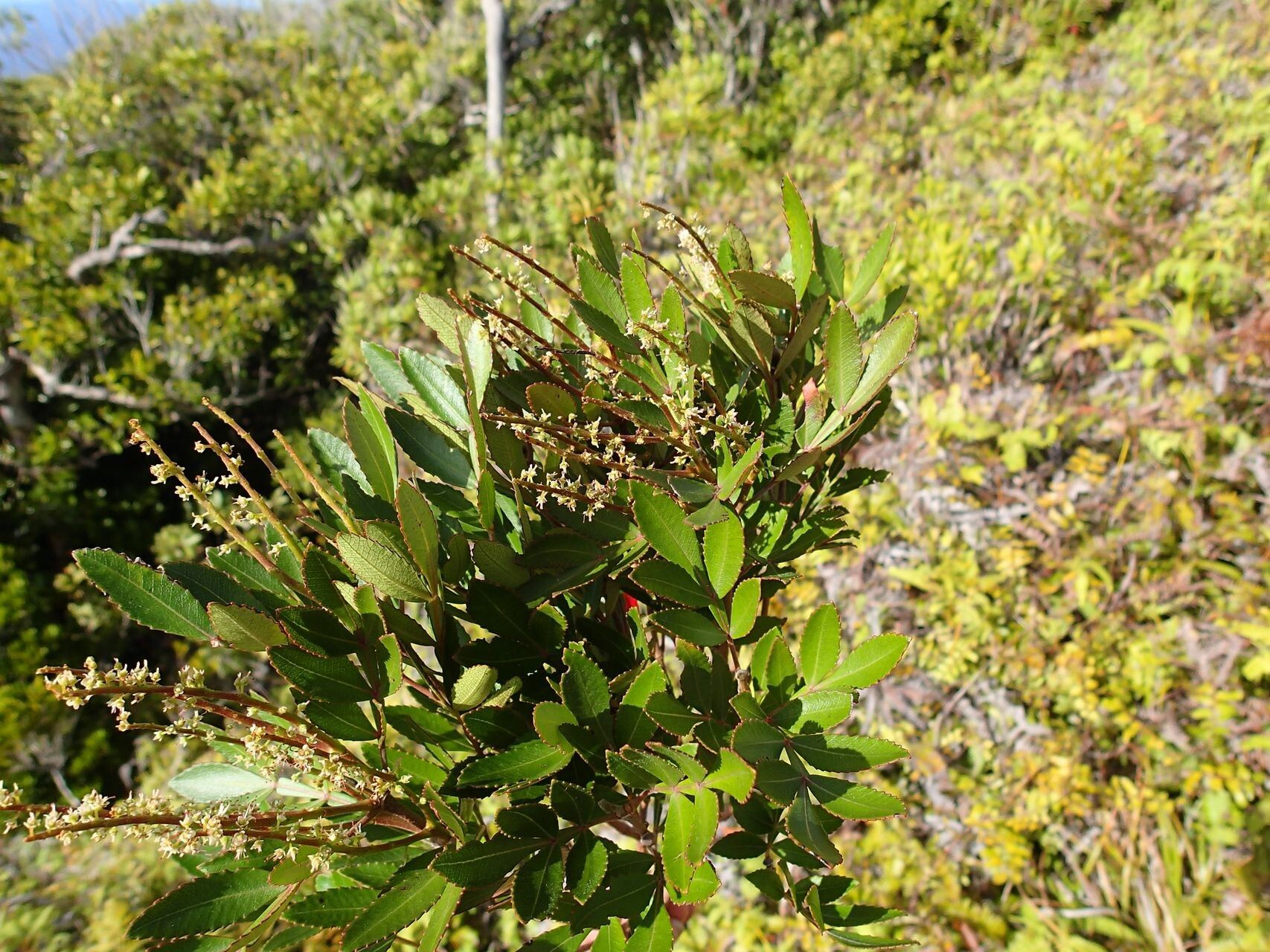 Cunonia pulchella habit