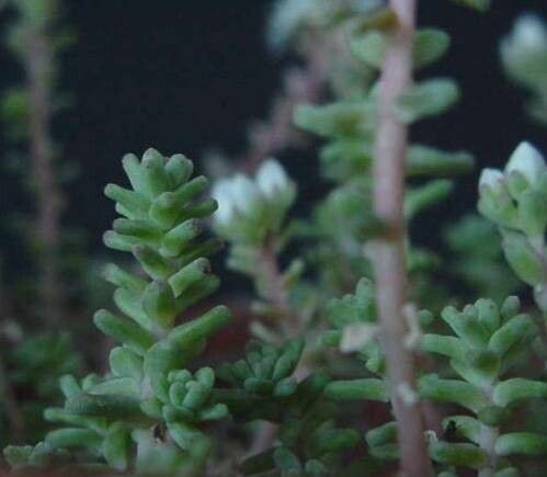 Sedum farinosum — houseplant care guide