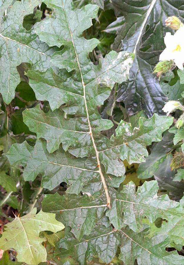 Solanum sisymbriifolium leaf