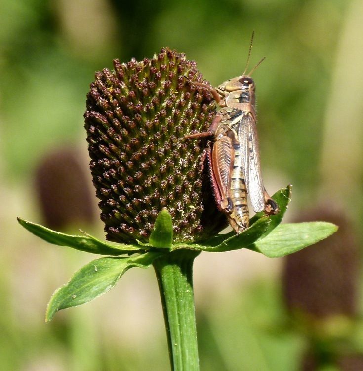 Rudbeckia occidentalis fruit