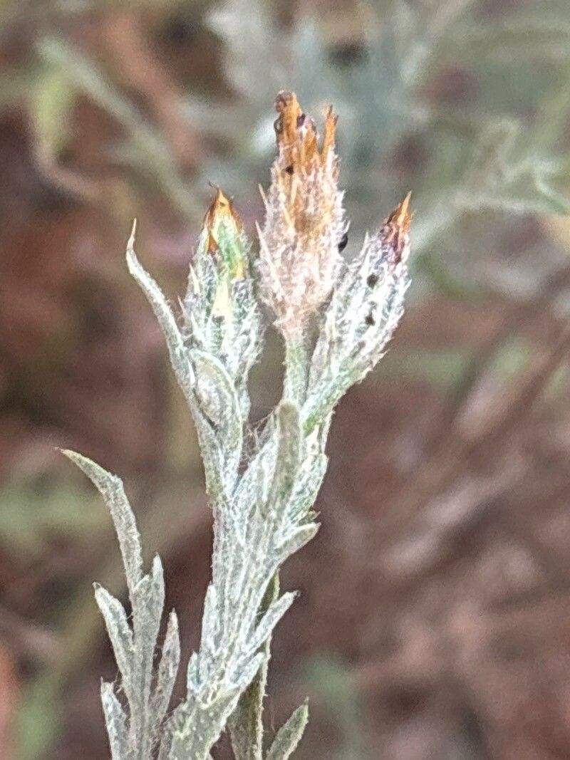 Volutaria canariensis flower