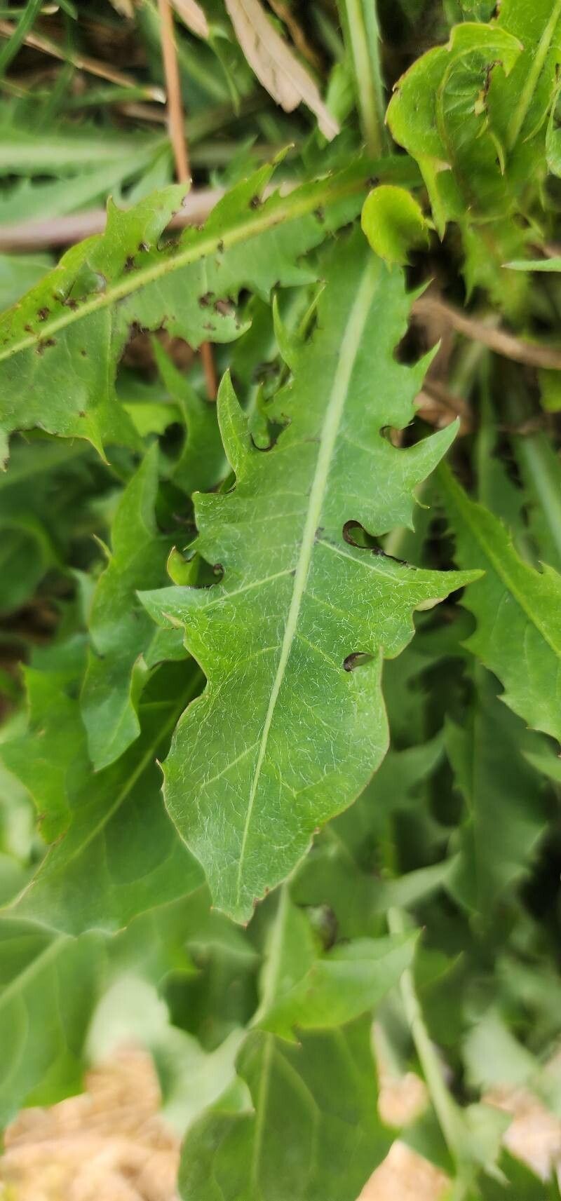 Taraxacum sonchoides — search result for 'Taraxacum'