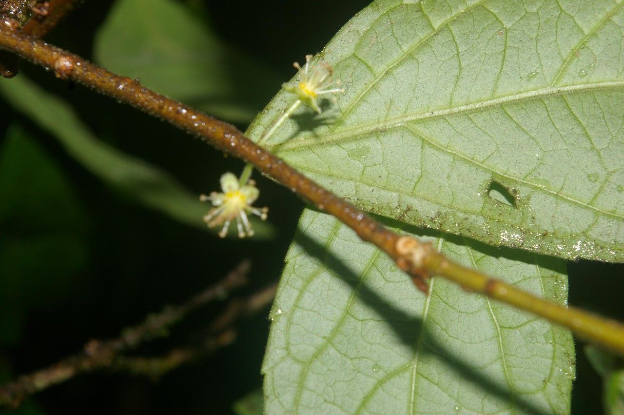 Xylosma hispidula bark