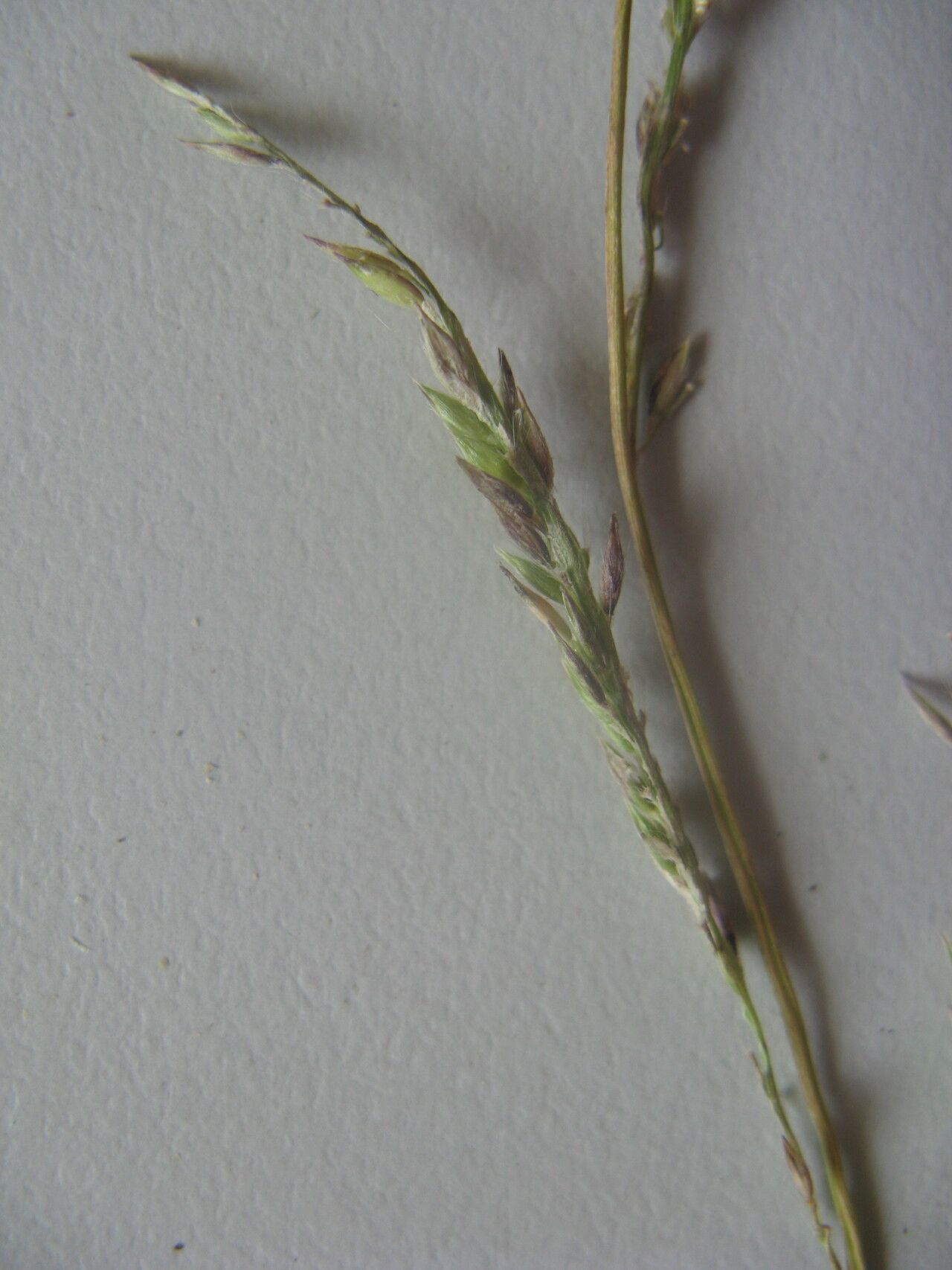 Urochloa eminii flower