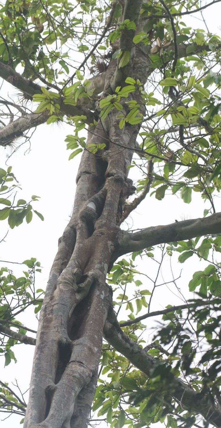 Aspidosperma myristicifolium other