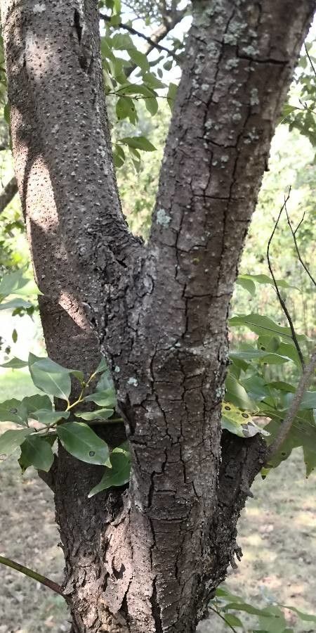 Lindera communis bark