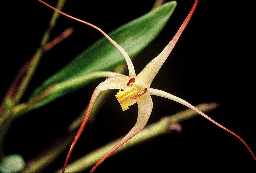 Dendrobium begaudii fruit