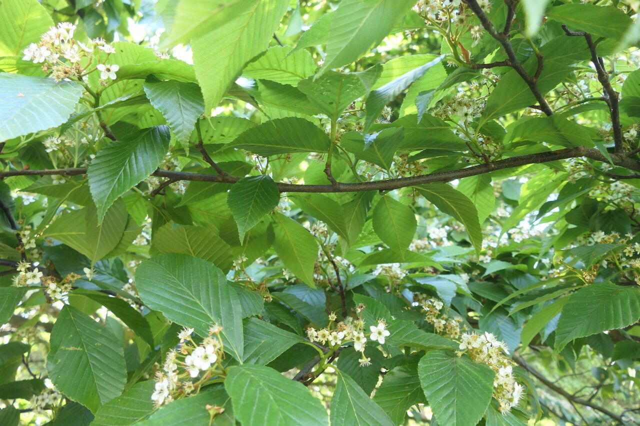 Sorbus caloneura — houseplant care guide