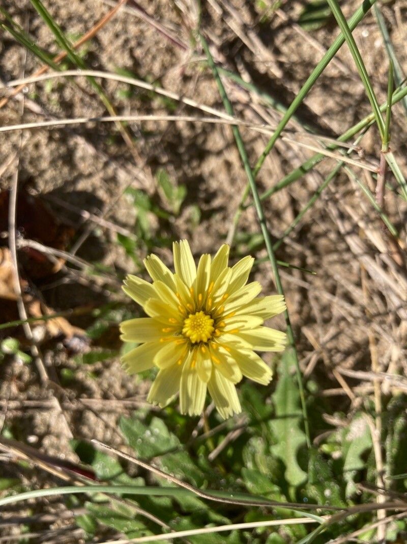 Malacothrix fendleri — related species from the same genus