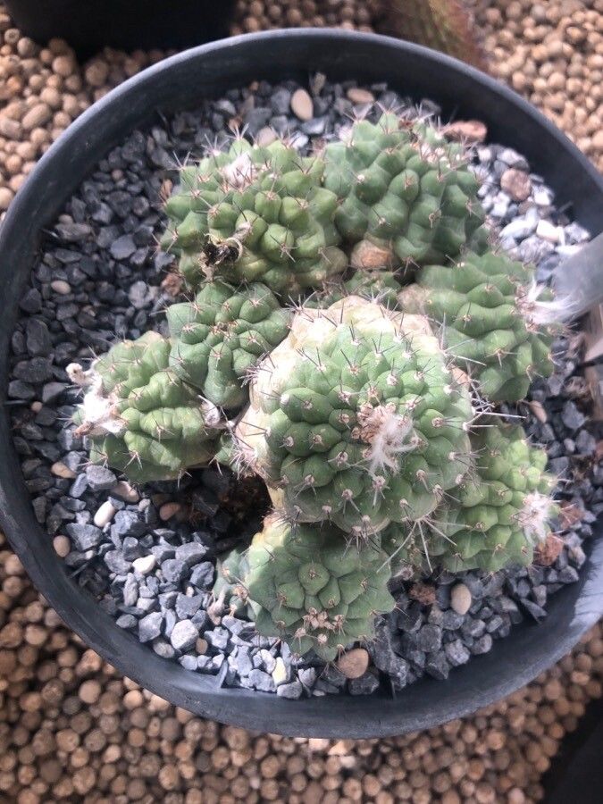 Matucana paucicostata — houseplant care guide