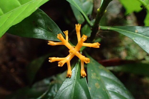 Pavetta suffruticosa flower