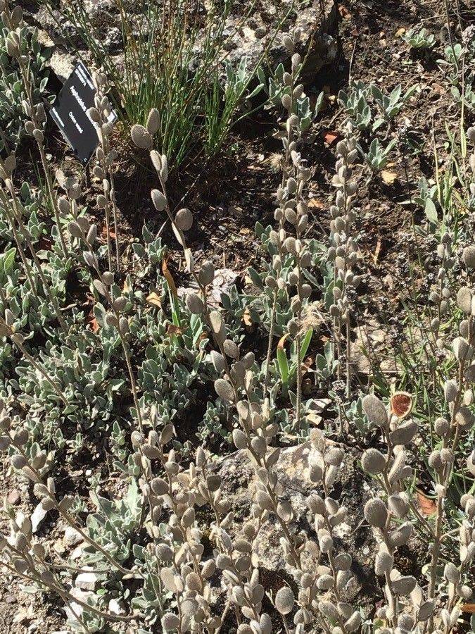 Fibigia clypeata — search result for 'Jordan'