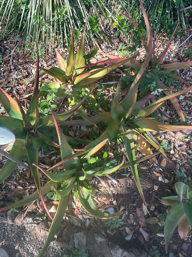 Aloe lavranosii — houseplant care guide