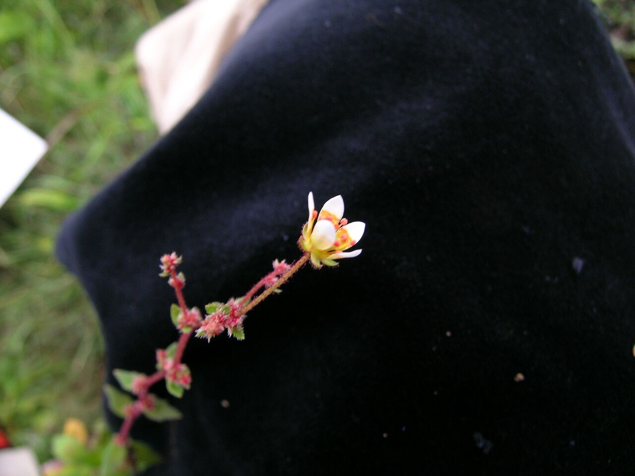 Saxifraga strigosa other