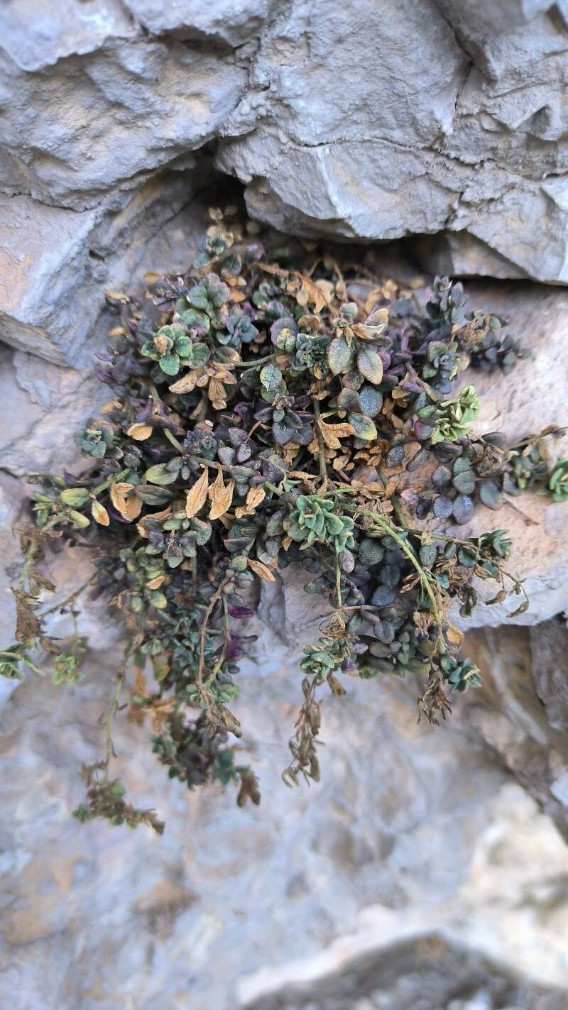 Chaenorhinum macropodum — related species from the same genus