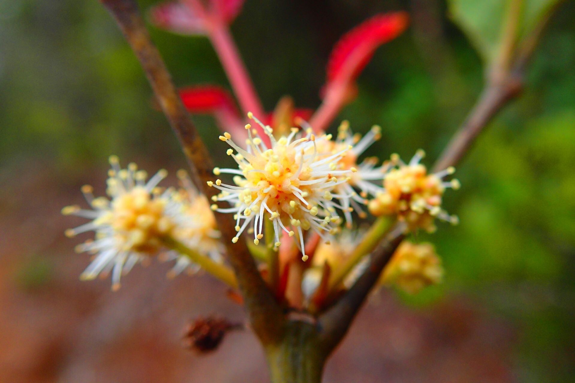 Pancheria reticulata flower