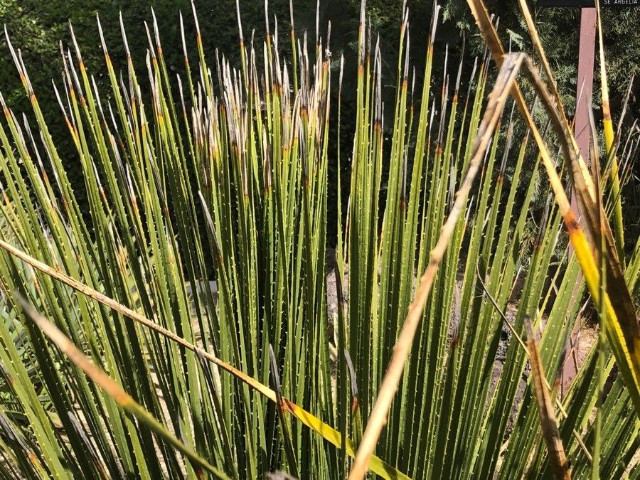 Dasylirion leiophyllum leaf