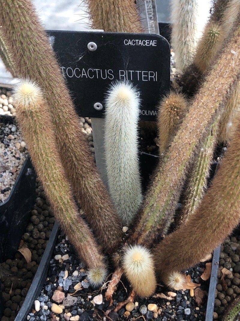 Cleistocactus ritteri — search result for 'Cleistocactus'