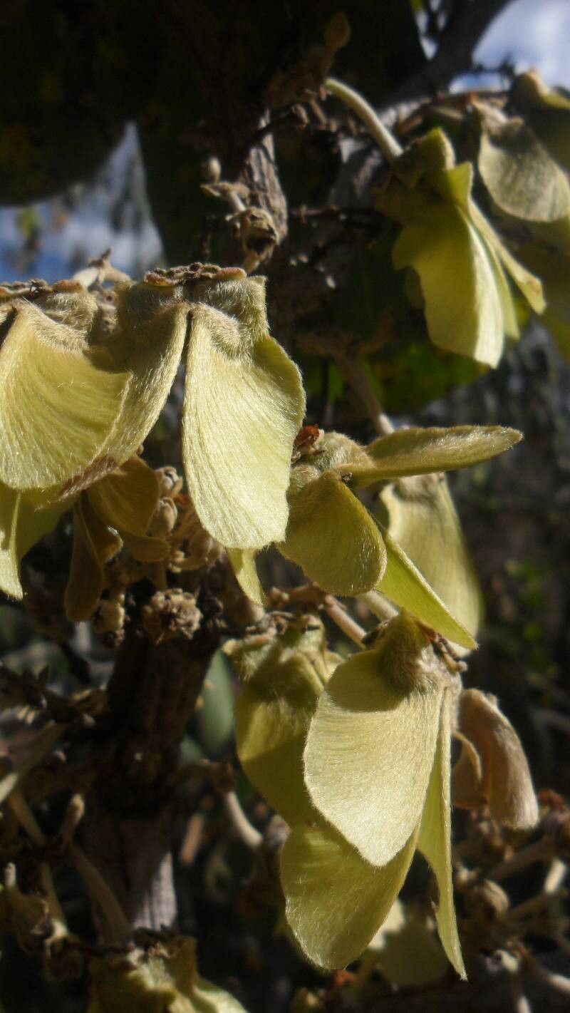 Heteropterys byrsonimifolia — related species from the same genus