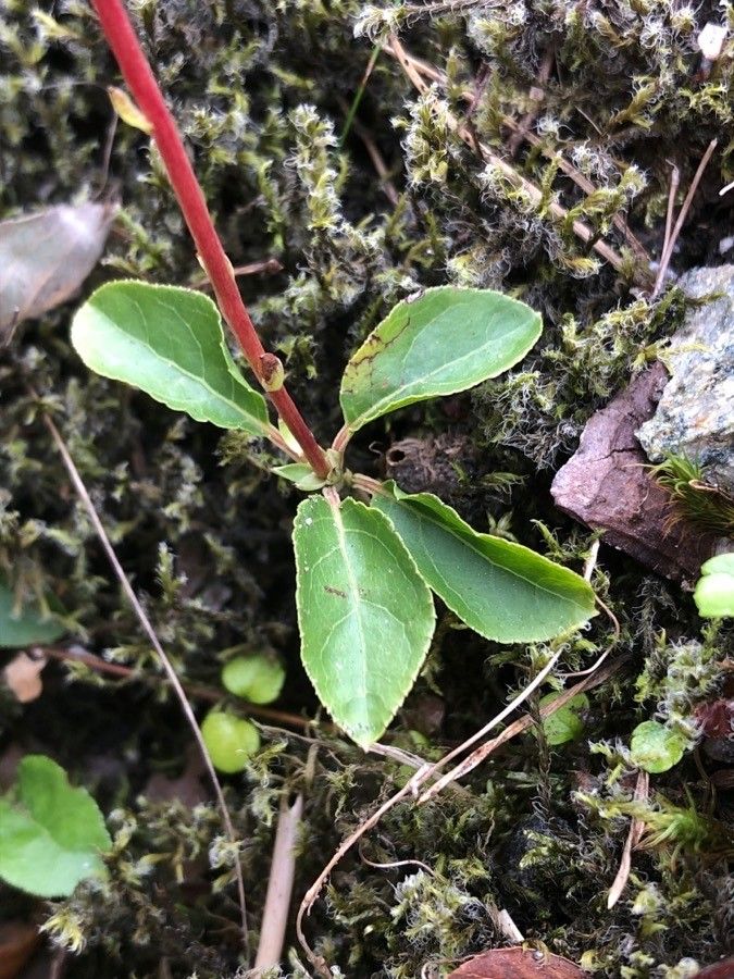 Pyrola chlorantha leaf