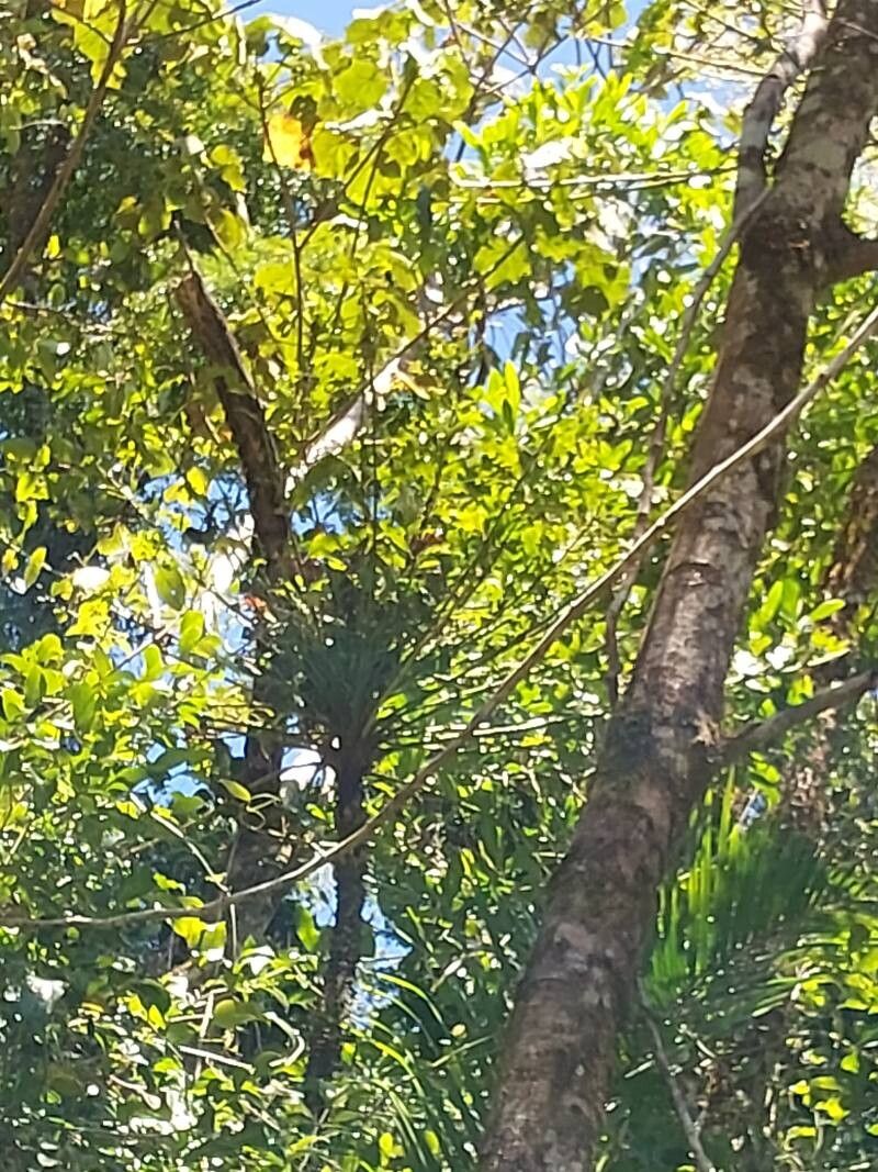 Polyscias amplifolia other