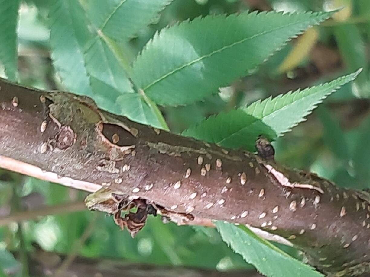 Sorbaria grandiflora bark