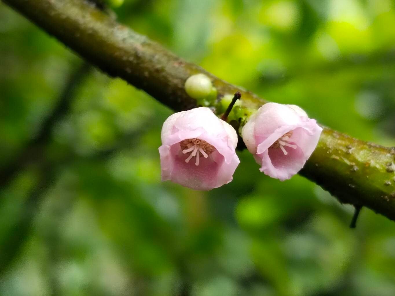 Saurauia roxburghii flower
