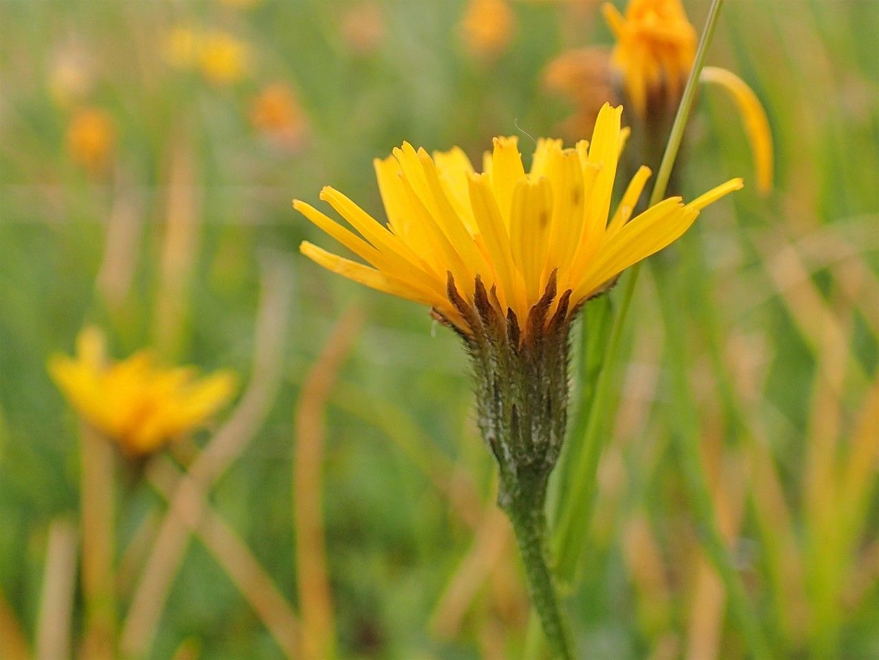 Scorzoneroides helvetica flower